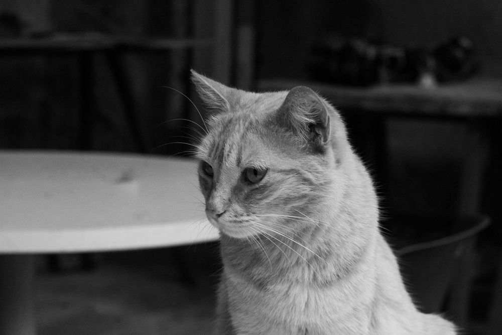 _MG_0481.jpg