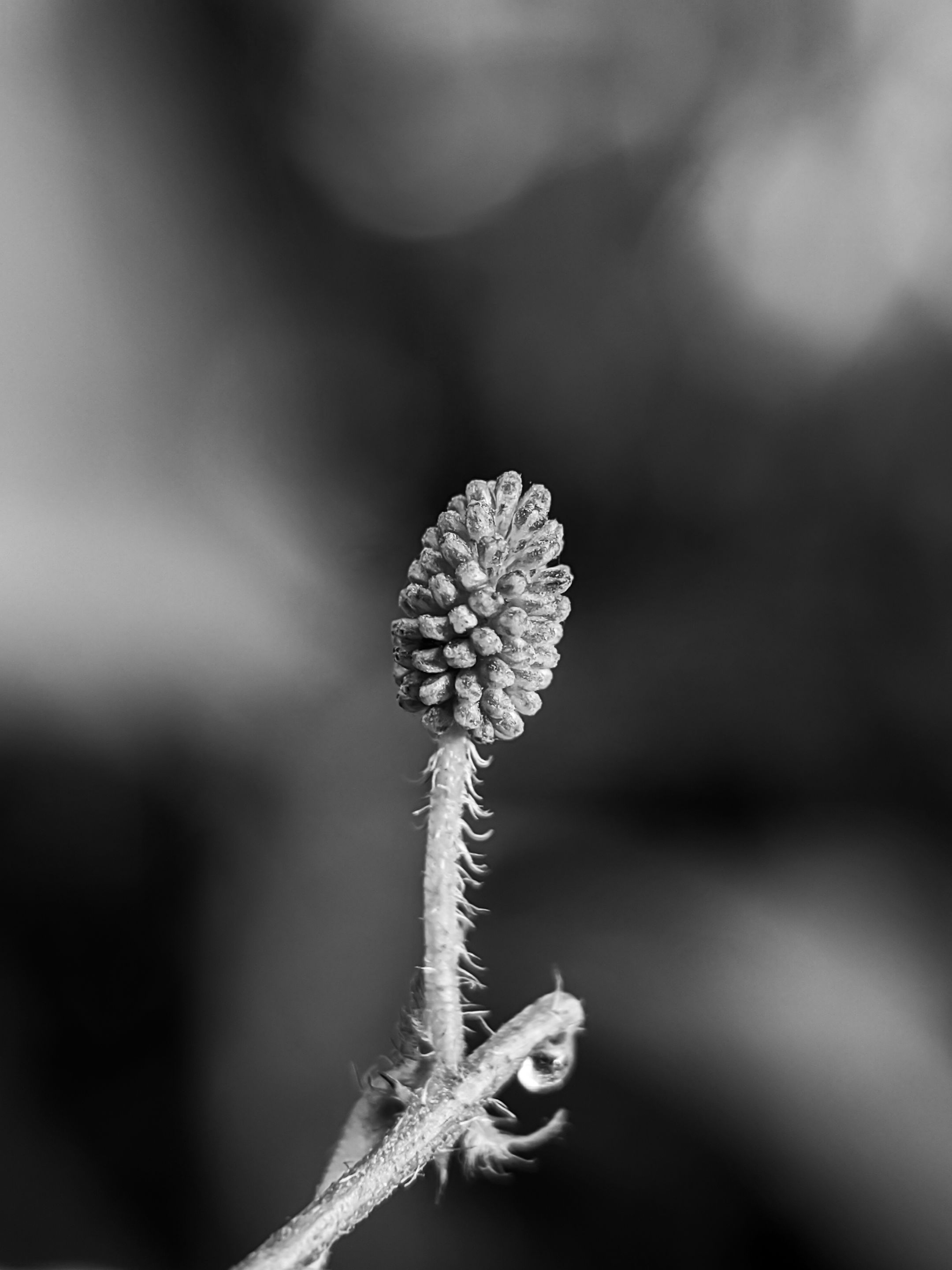 Monomad:a wild flower that looks gracefully elegant