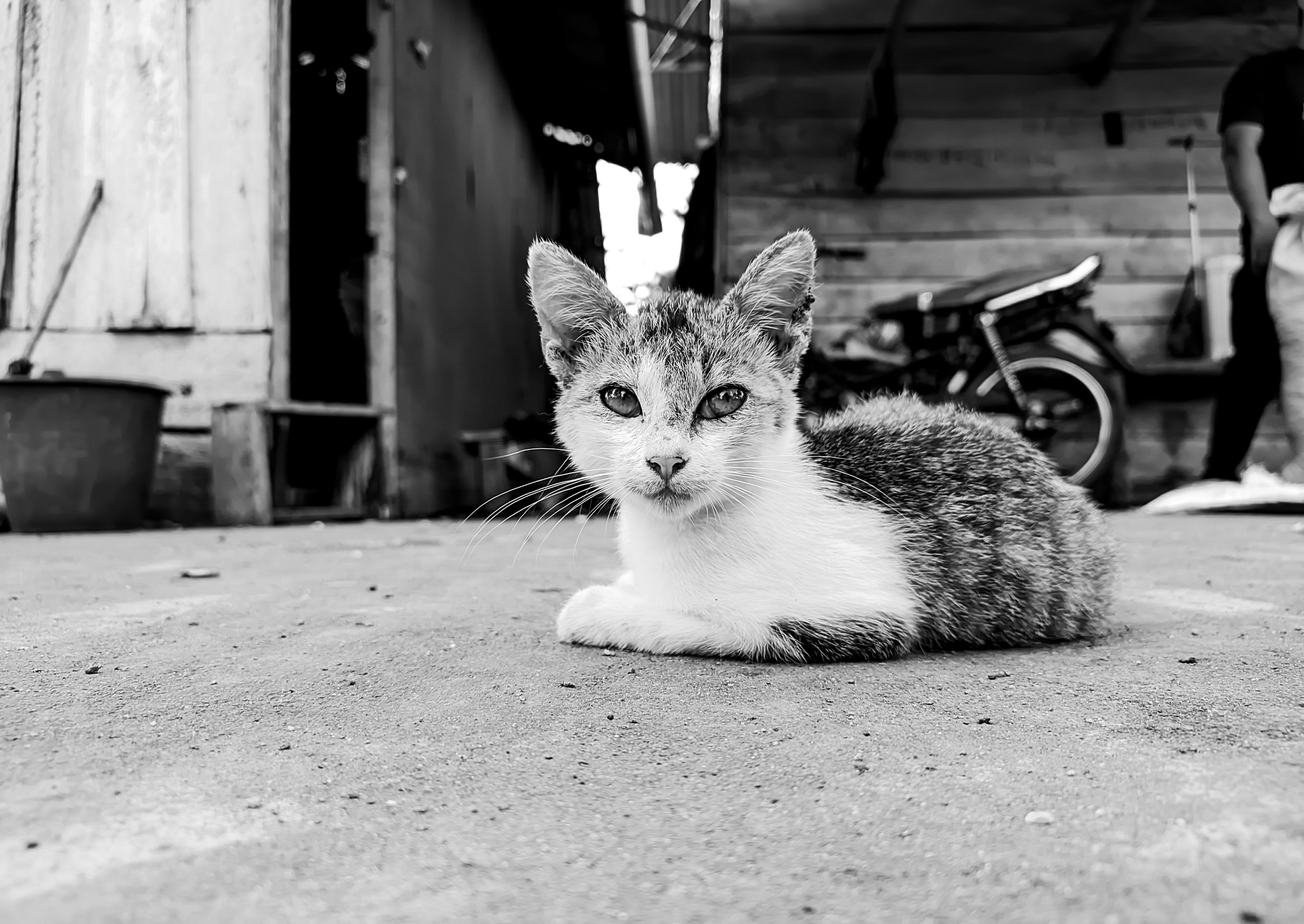 Monomad:a fun wild cat