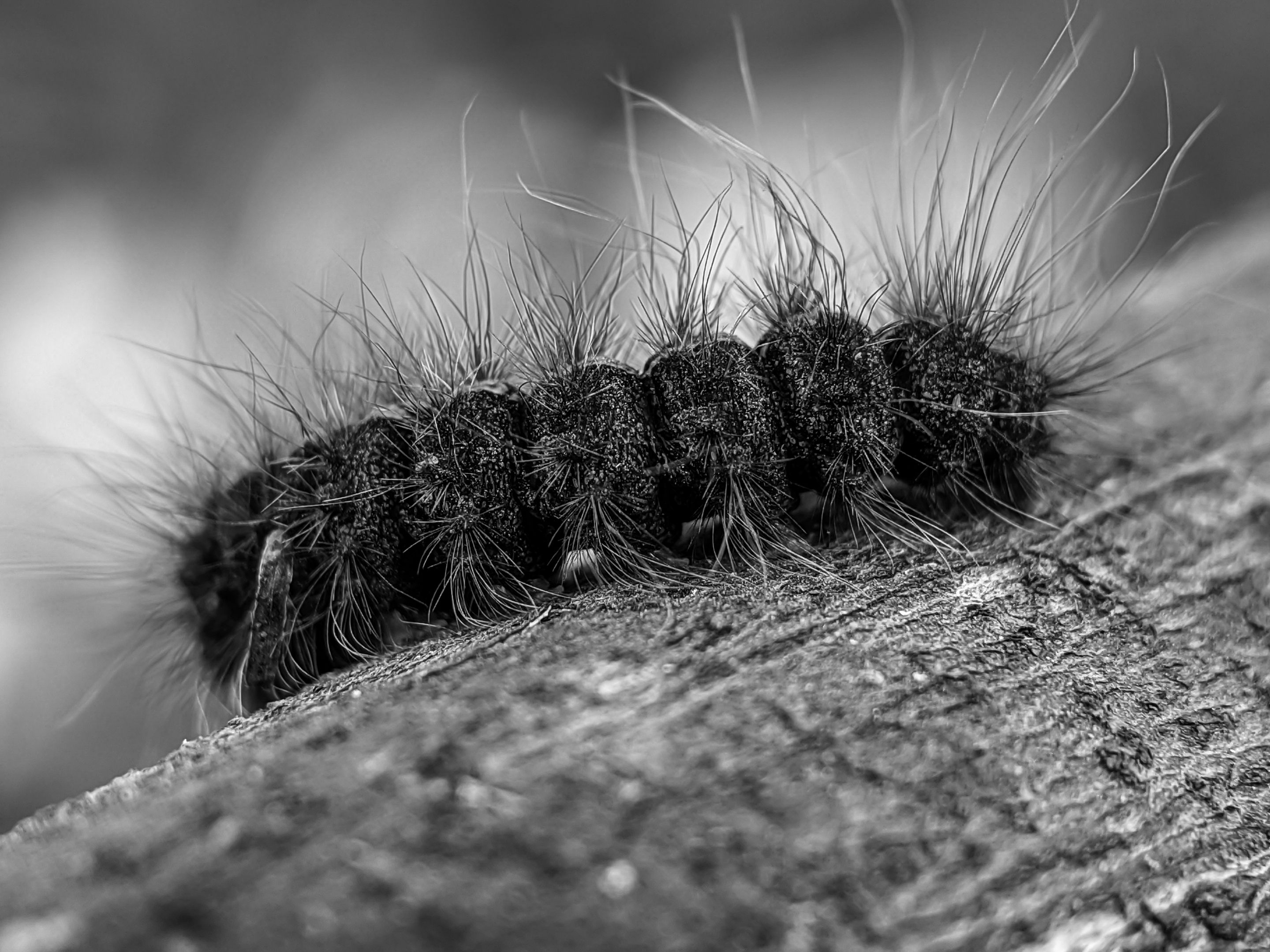 Monomad:a furry creature crossed in front of my eyes