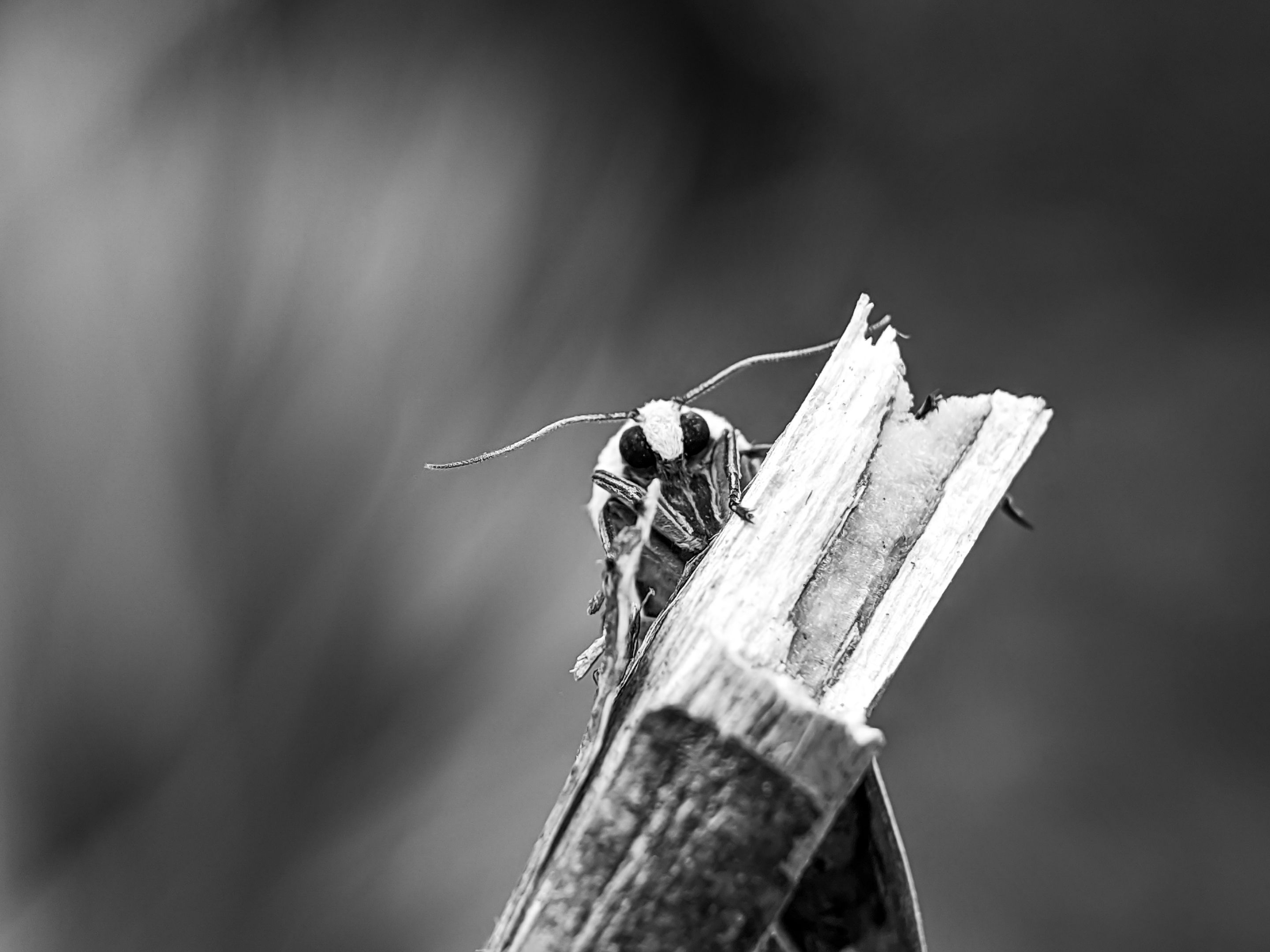 Monomad:relaxing at the edge of the wood