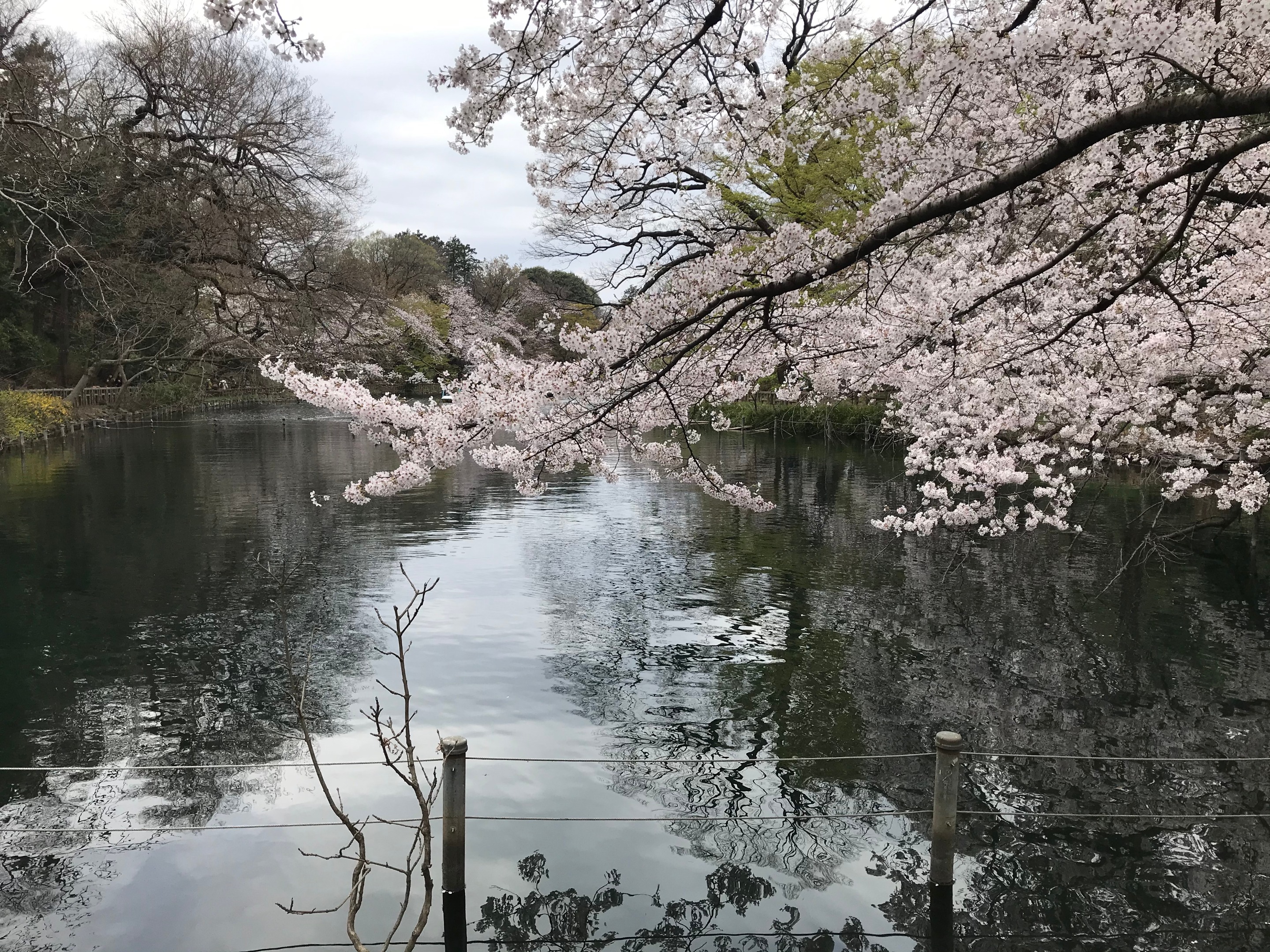 桜.jpg