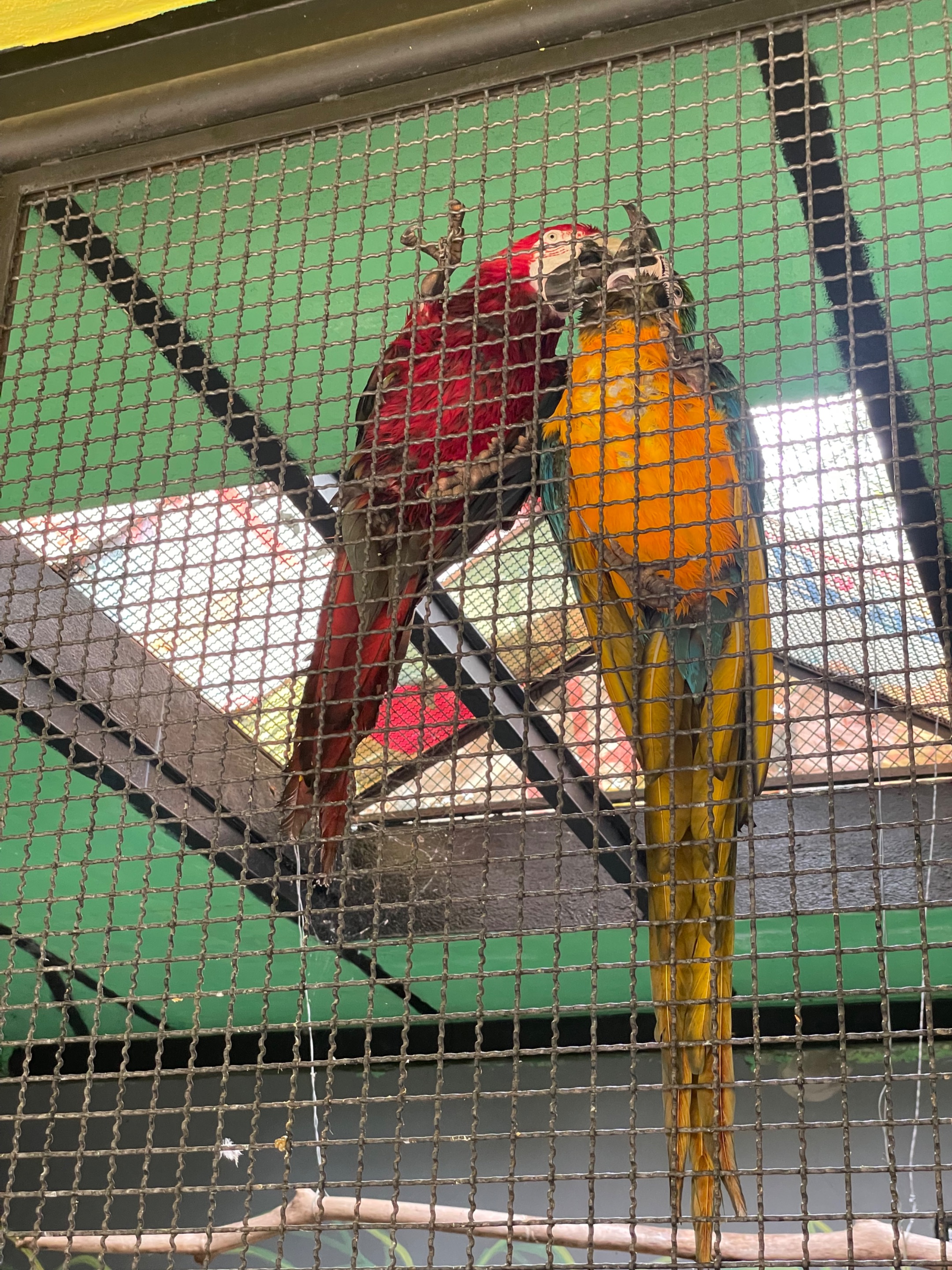 IMG_9829.jpeg