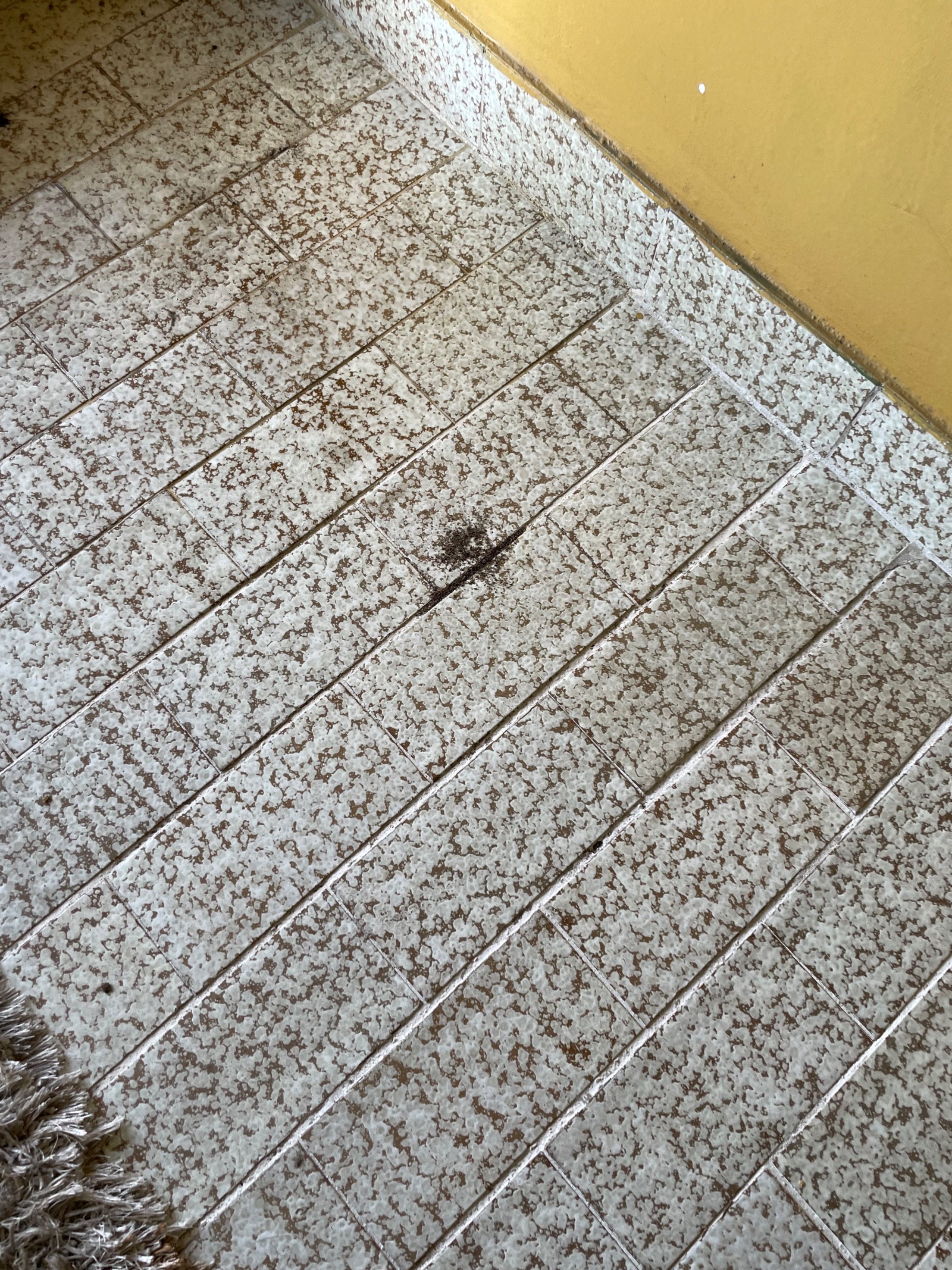 IMG_0262.jpeg