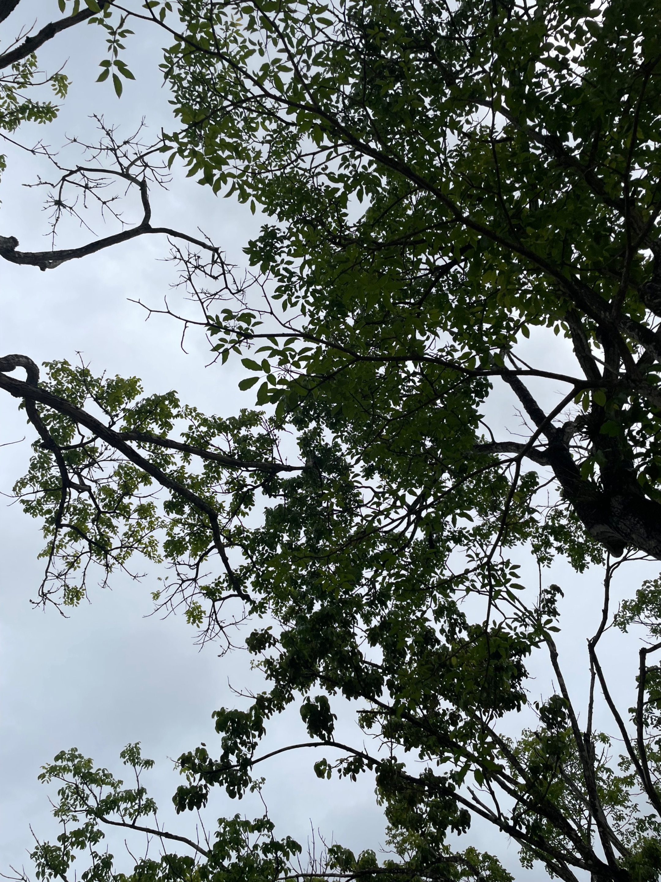 IMG_9806.jpeg