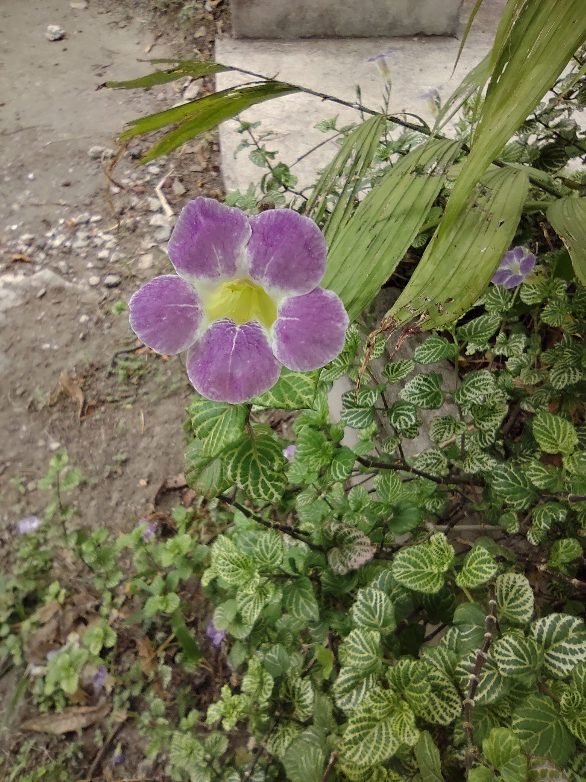 IMG_20230427_112051078.jpg