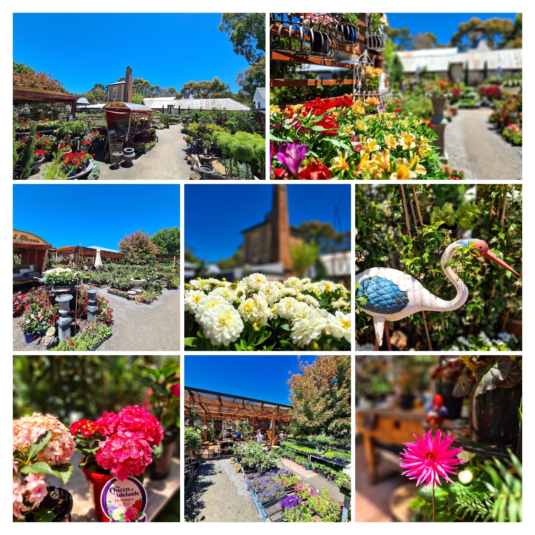 20220109_120017-COLLAGE.jpg