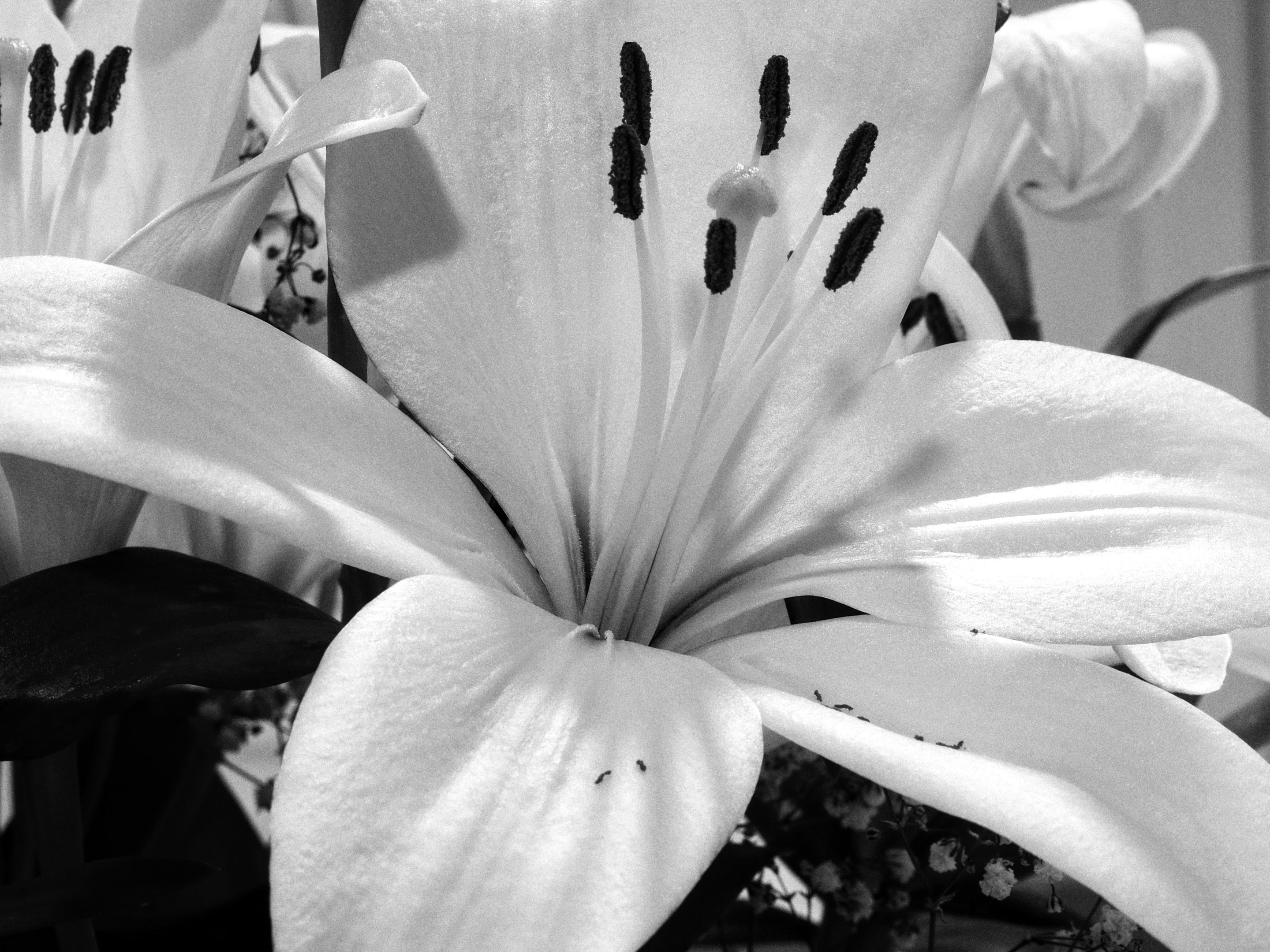 bw241389 (3).jpeg