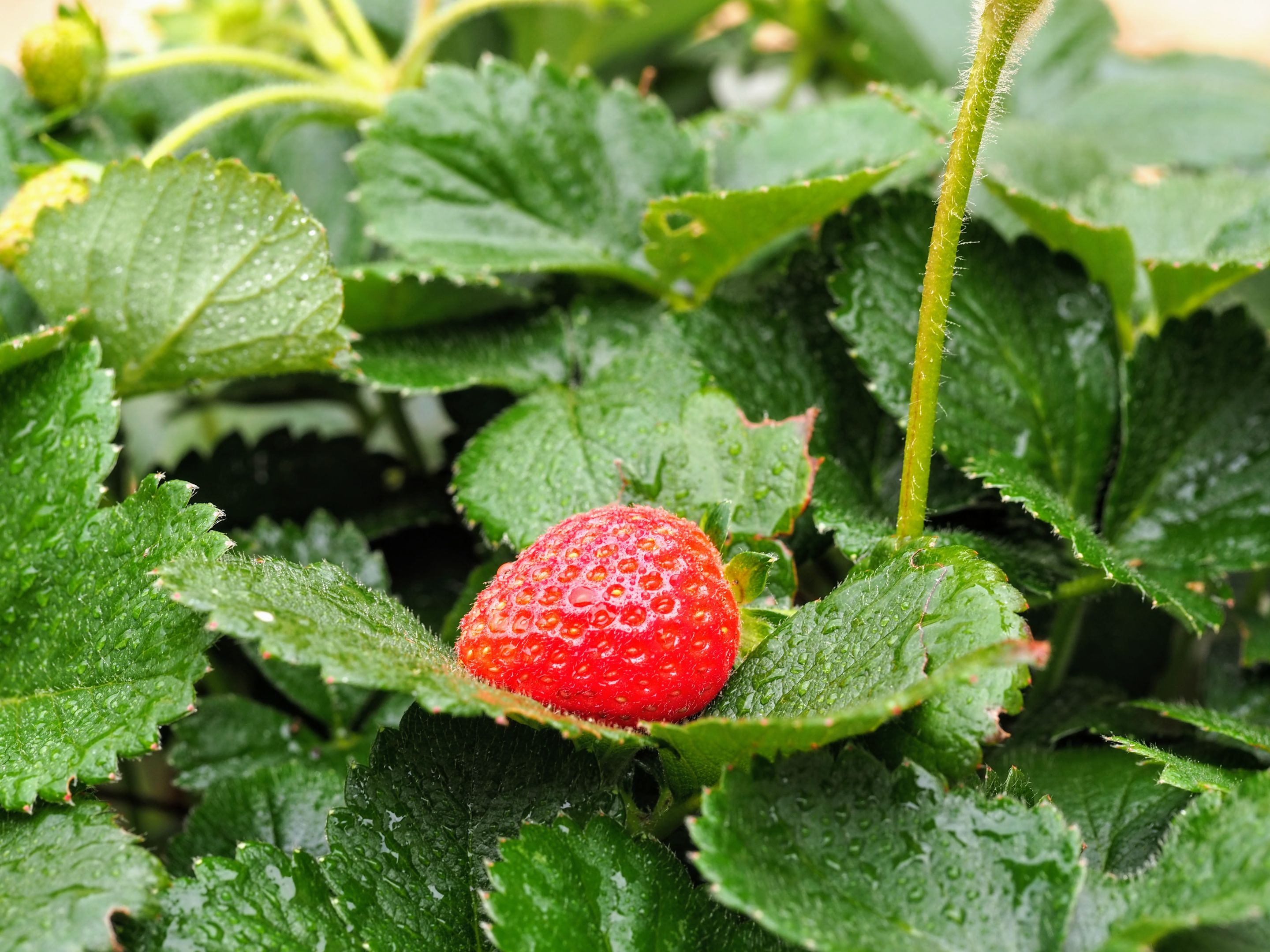 Strawb1.JPG