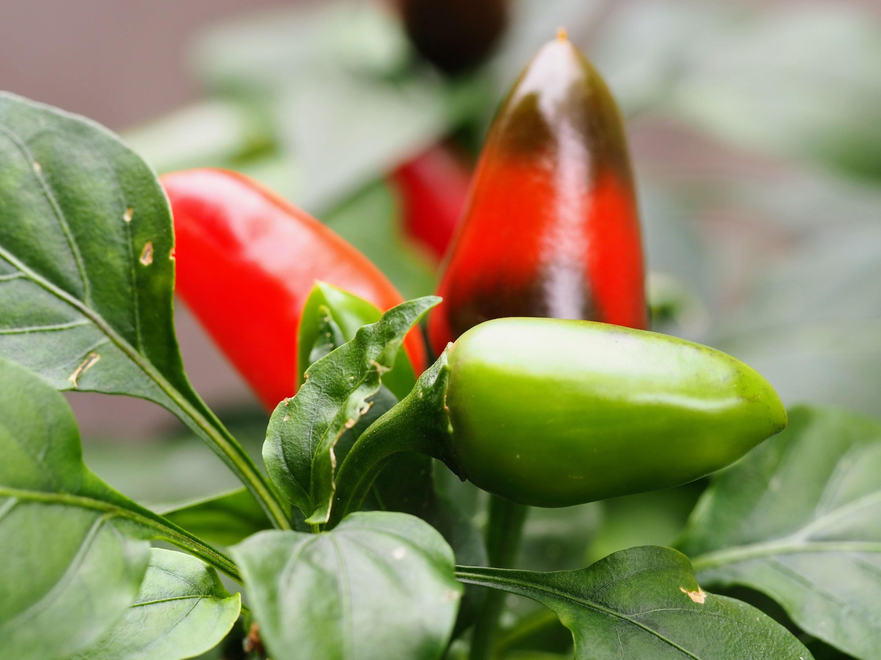 chilli (1).JPG