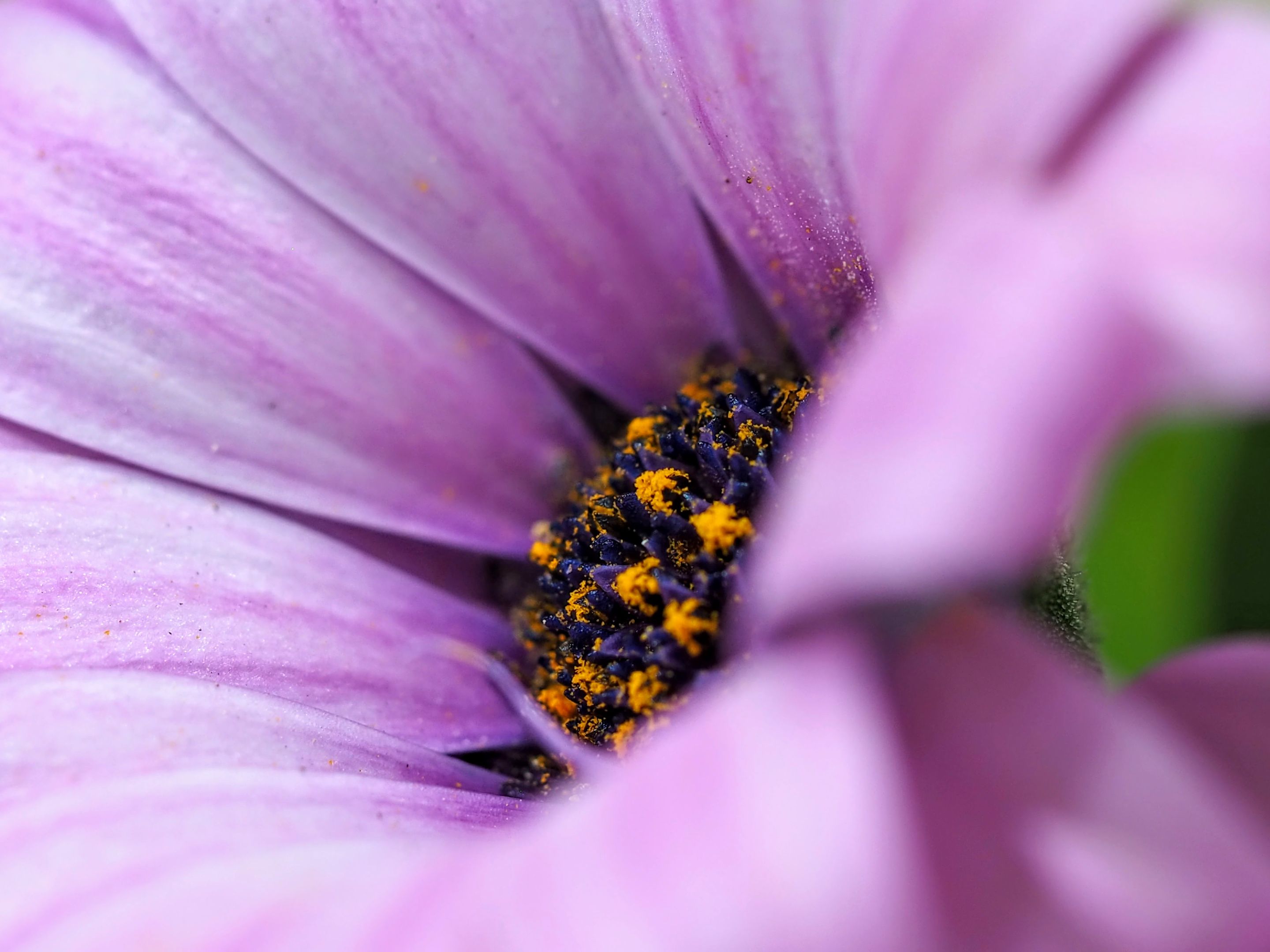 clidbladerlygonguumdumbumertmbydangen (1).JPG