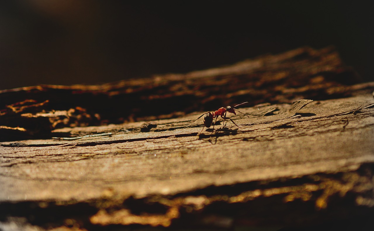 ant-4155225_1280.jpg