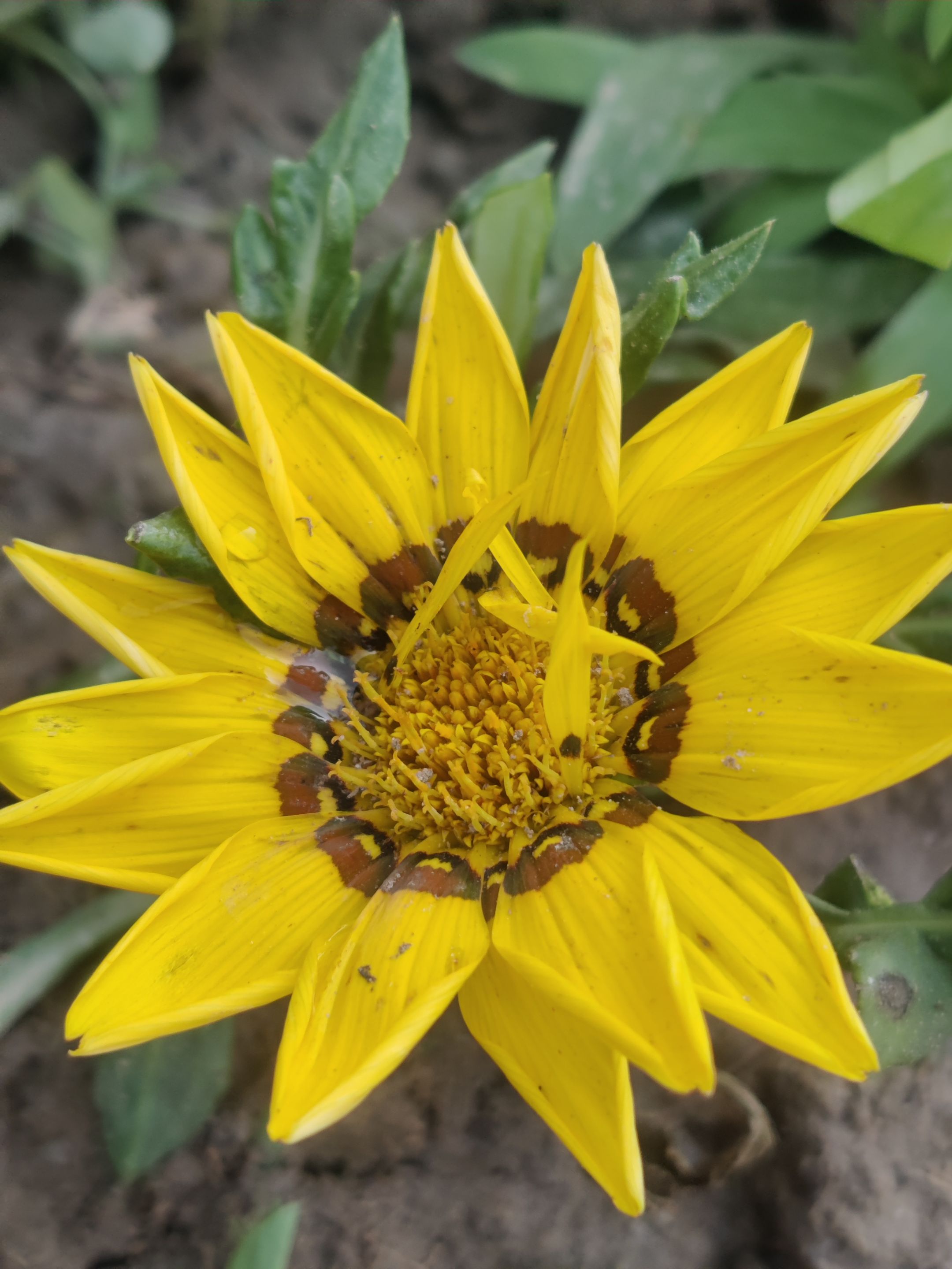 IMG_20231109_092457_Bokeh.jpg