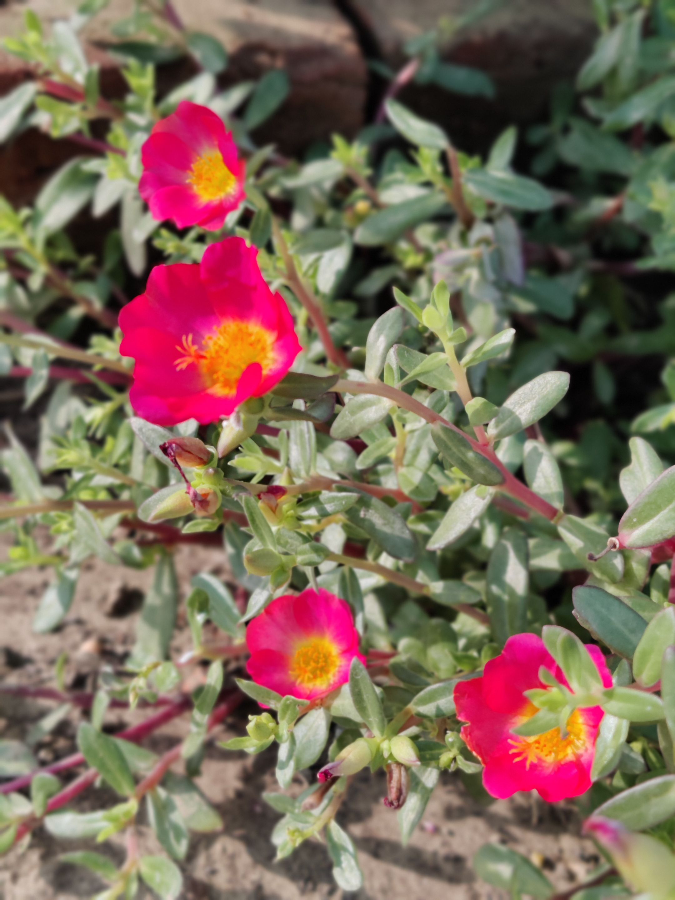 IMG_20231014_081903_Bokeh.jpg