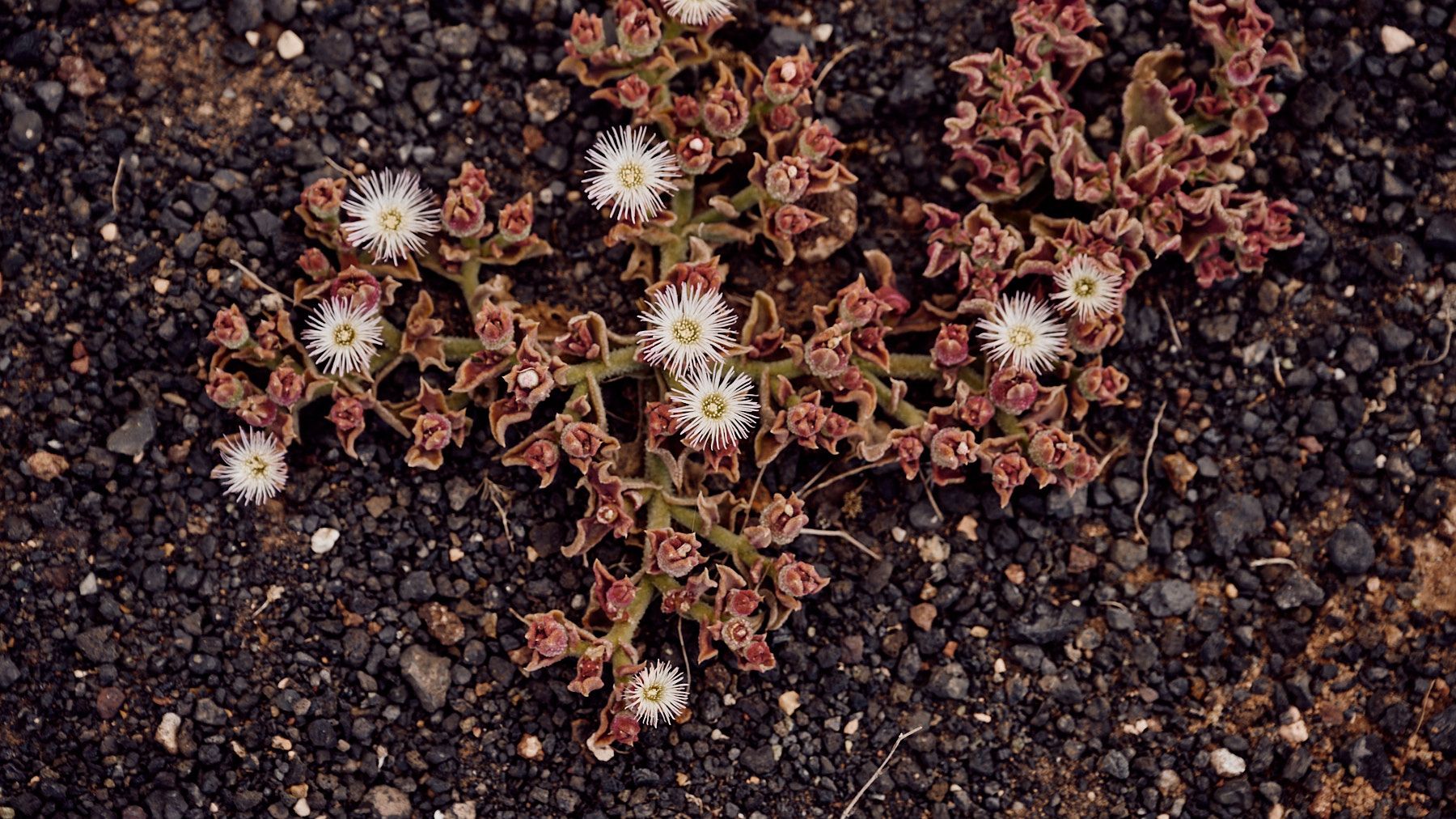 Lanzarote_Famara_AK1_4146_web.jpg