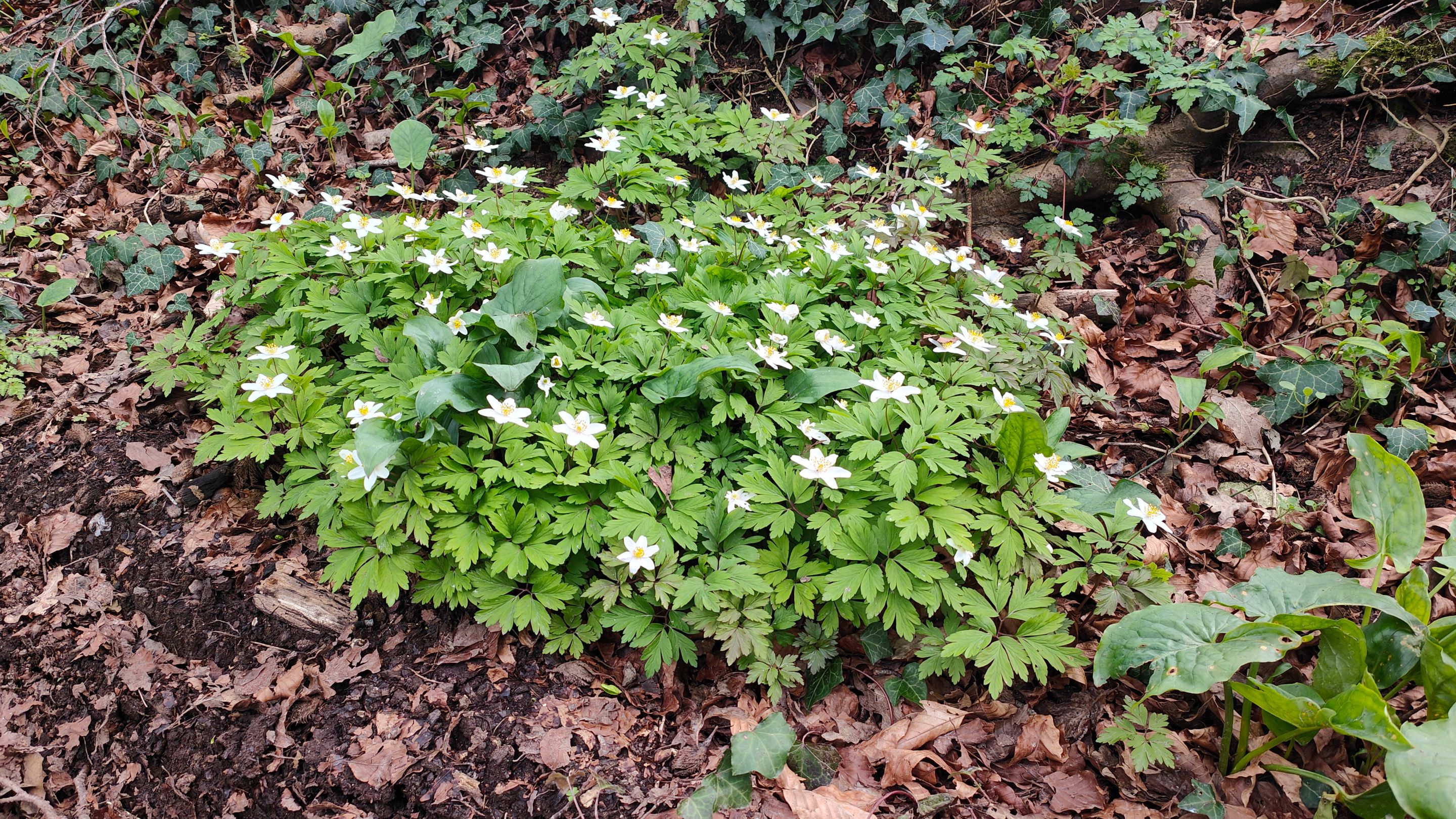 IMG20240320132906.jpg