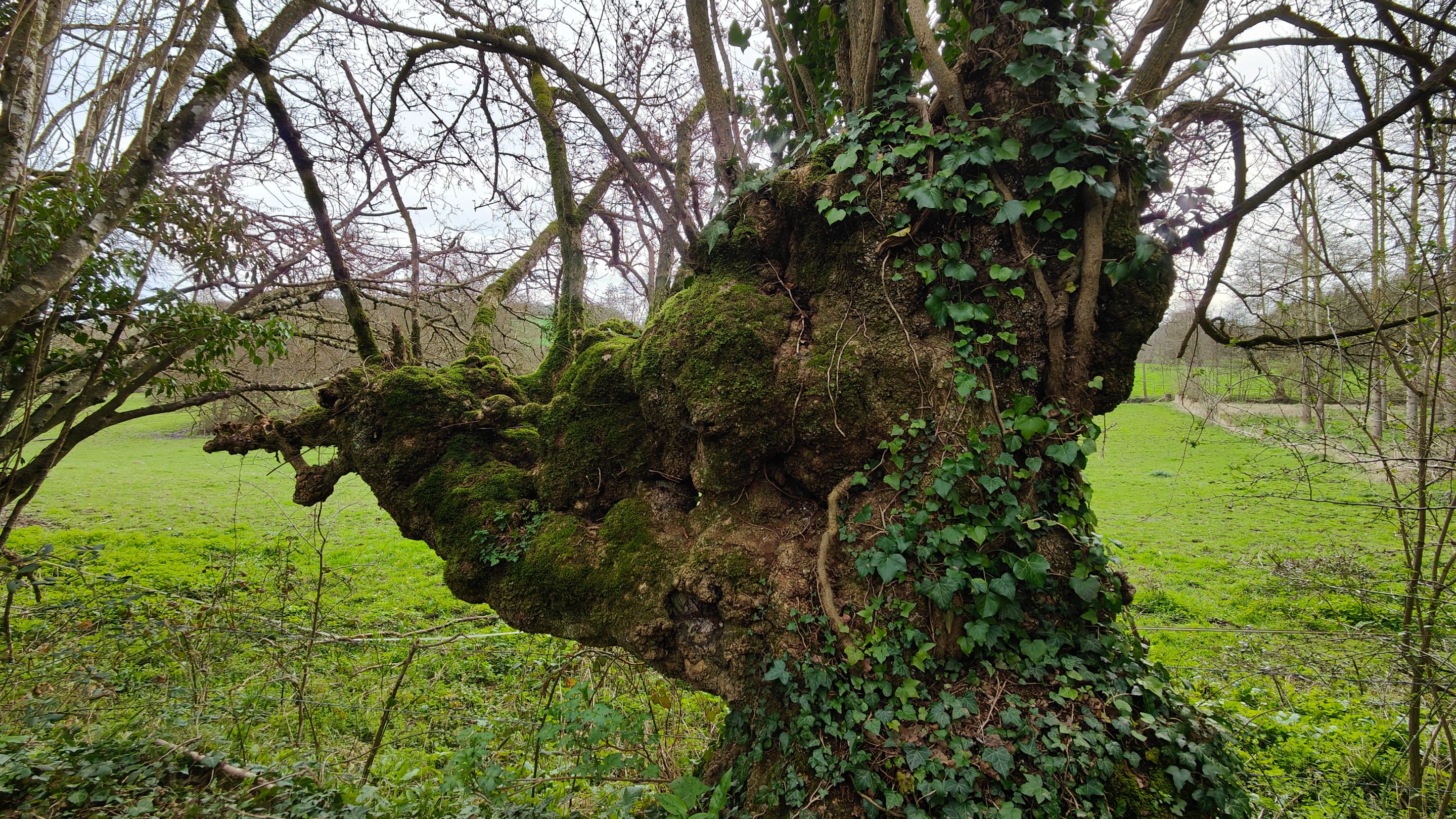 IMG20240320132624.jpg