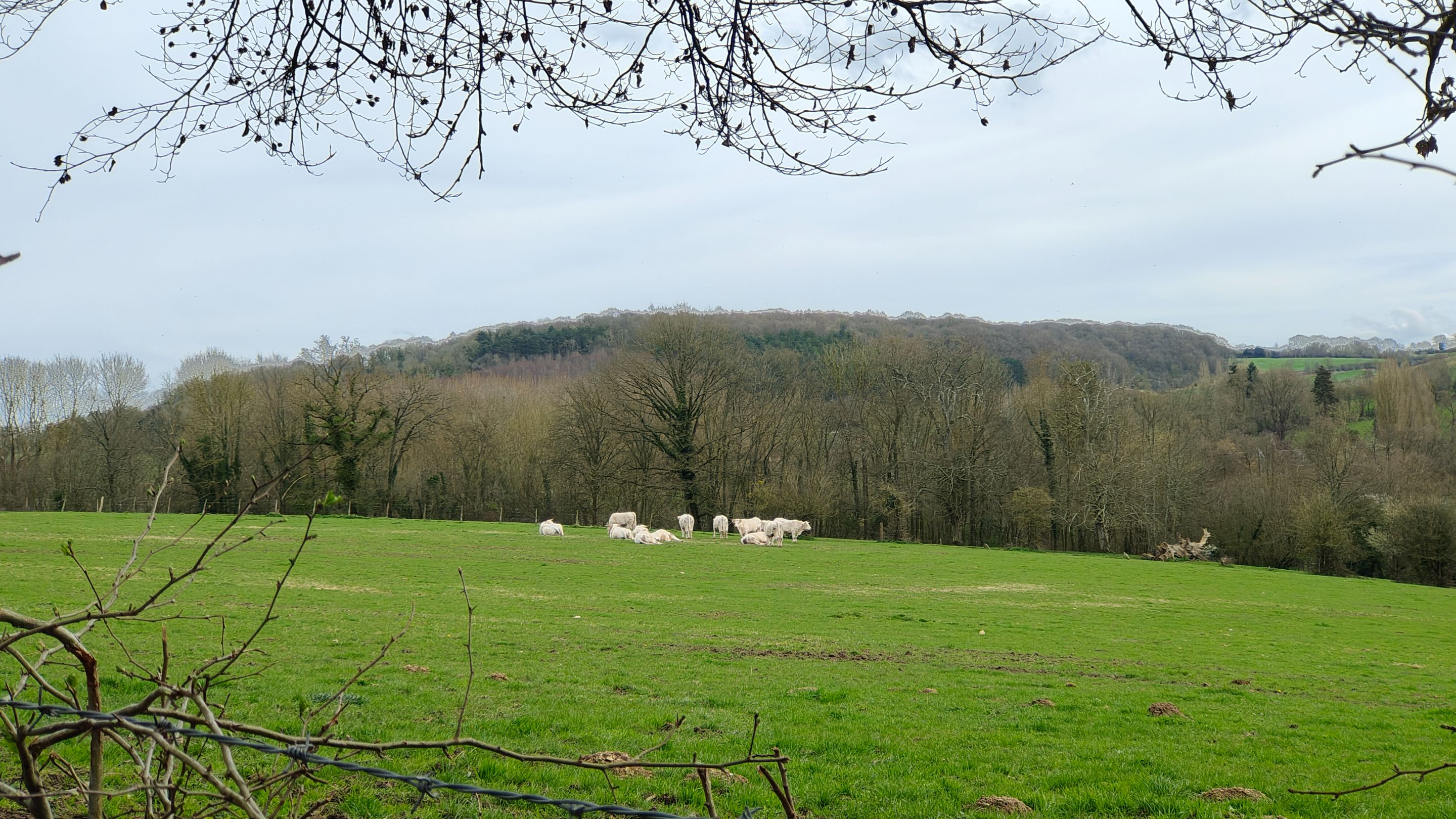 IMG20240320132911.jpg