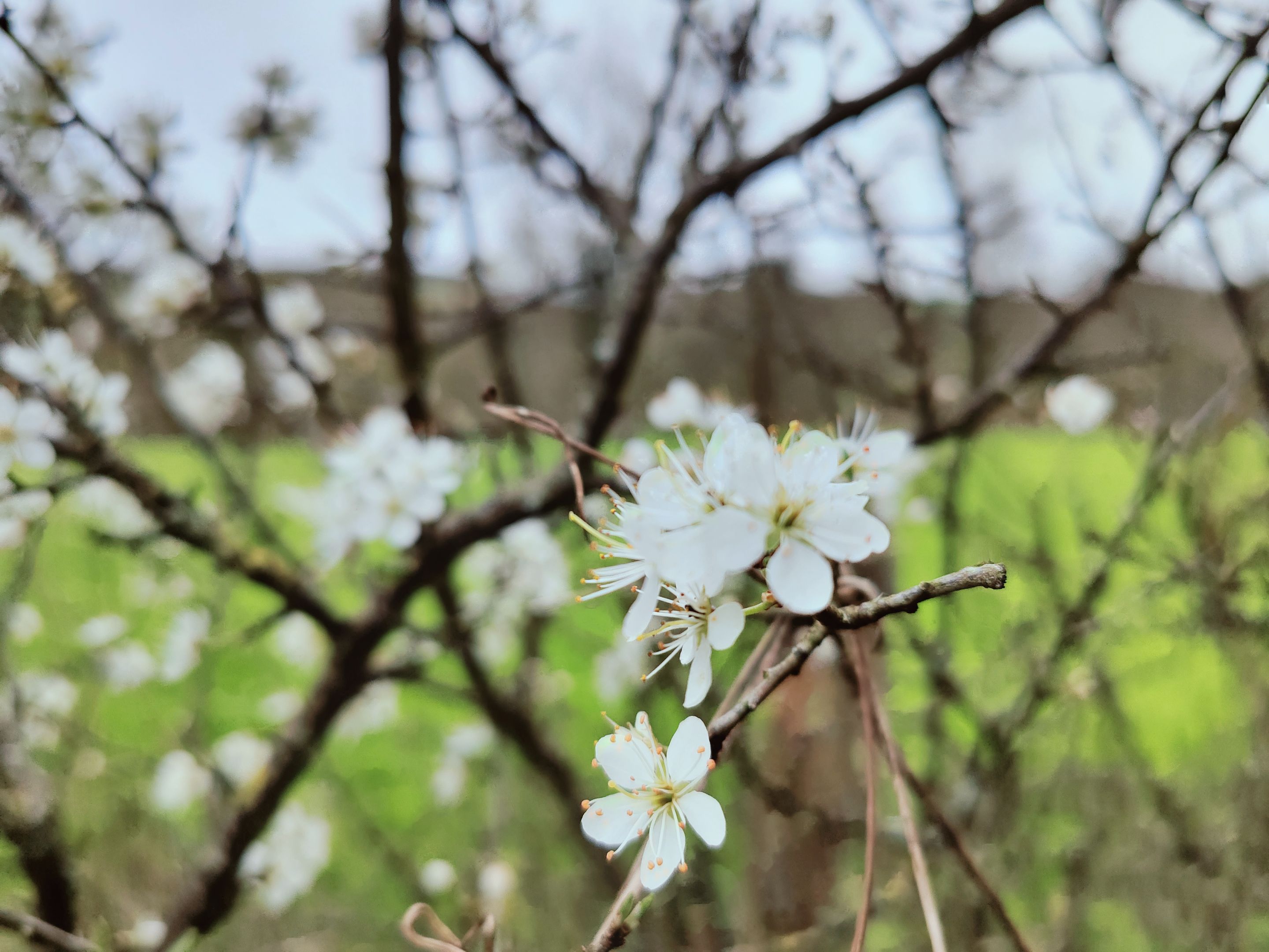 IMG20240320131216.jpg