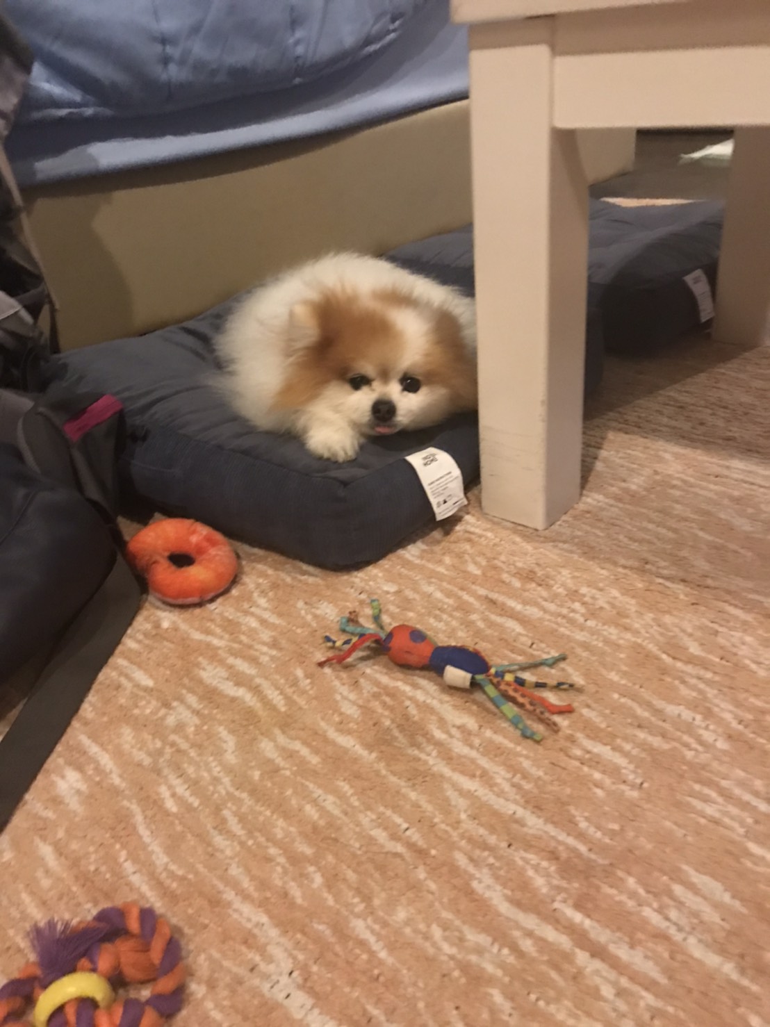 S__10919959.jpg