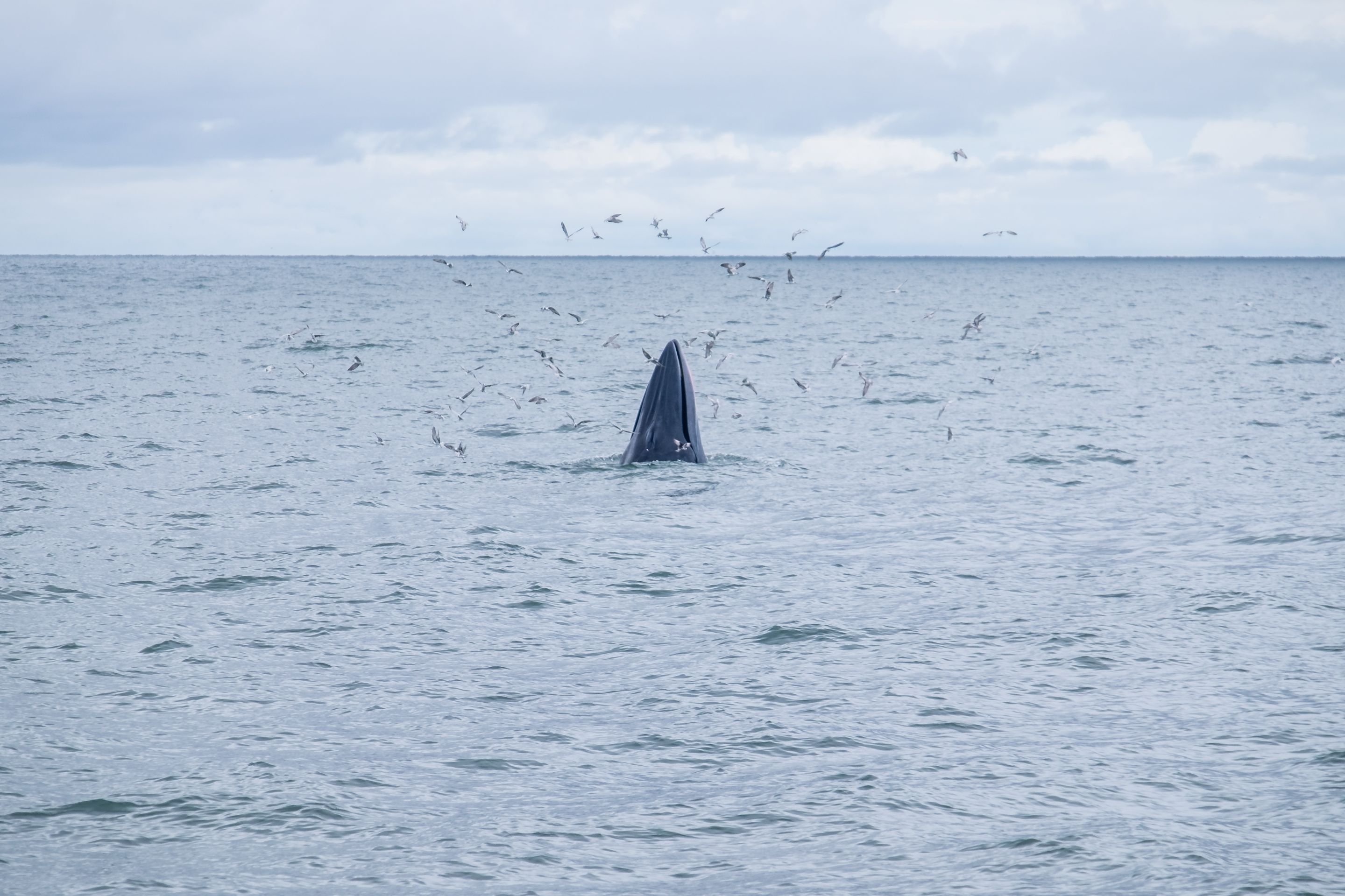 DSCF2061.jpg