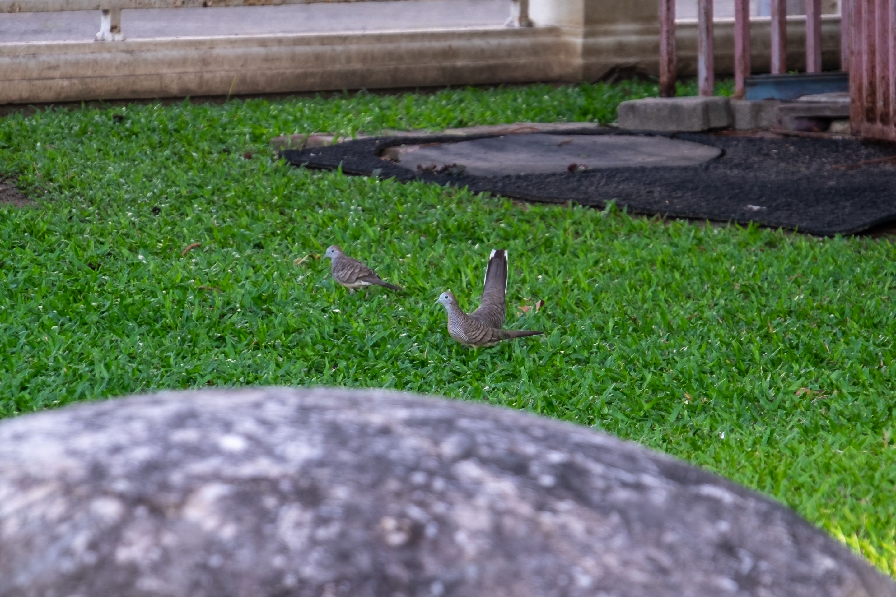 DSCF1342.jpg
