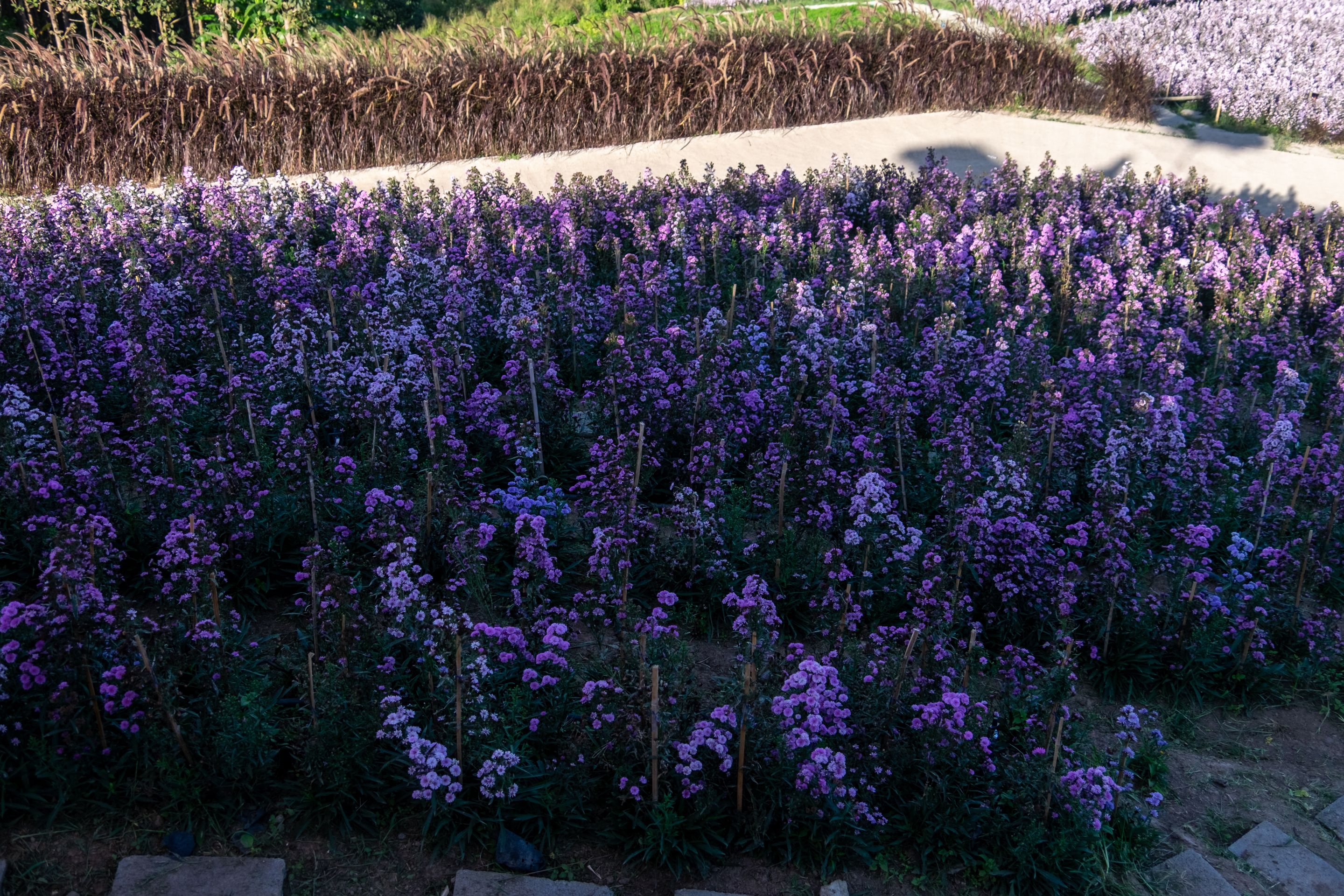 DSCF2374.jpg
