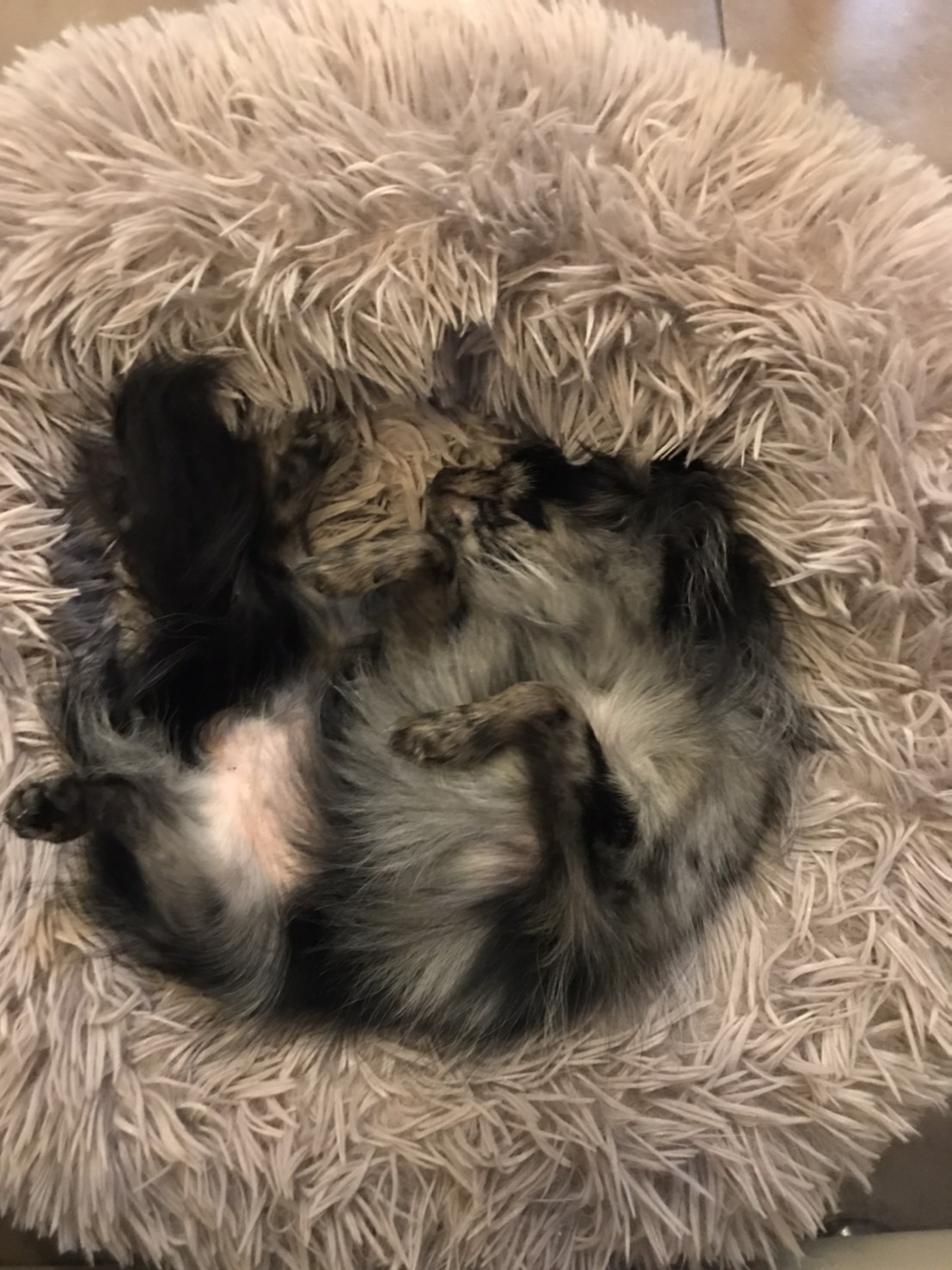 S__10919951.jpg