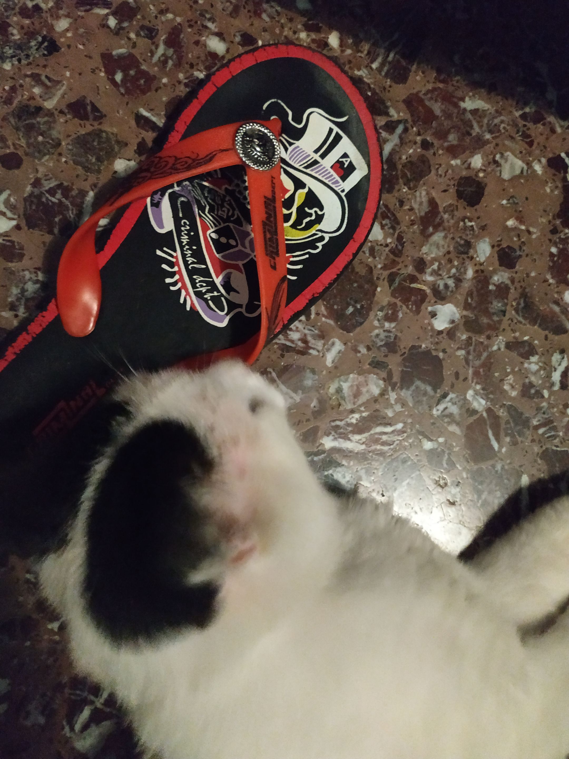 IMG_20210717_210748.jpg