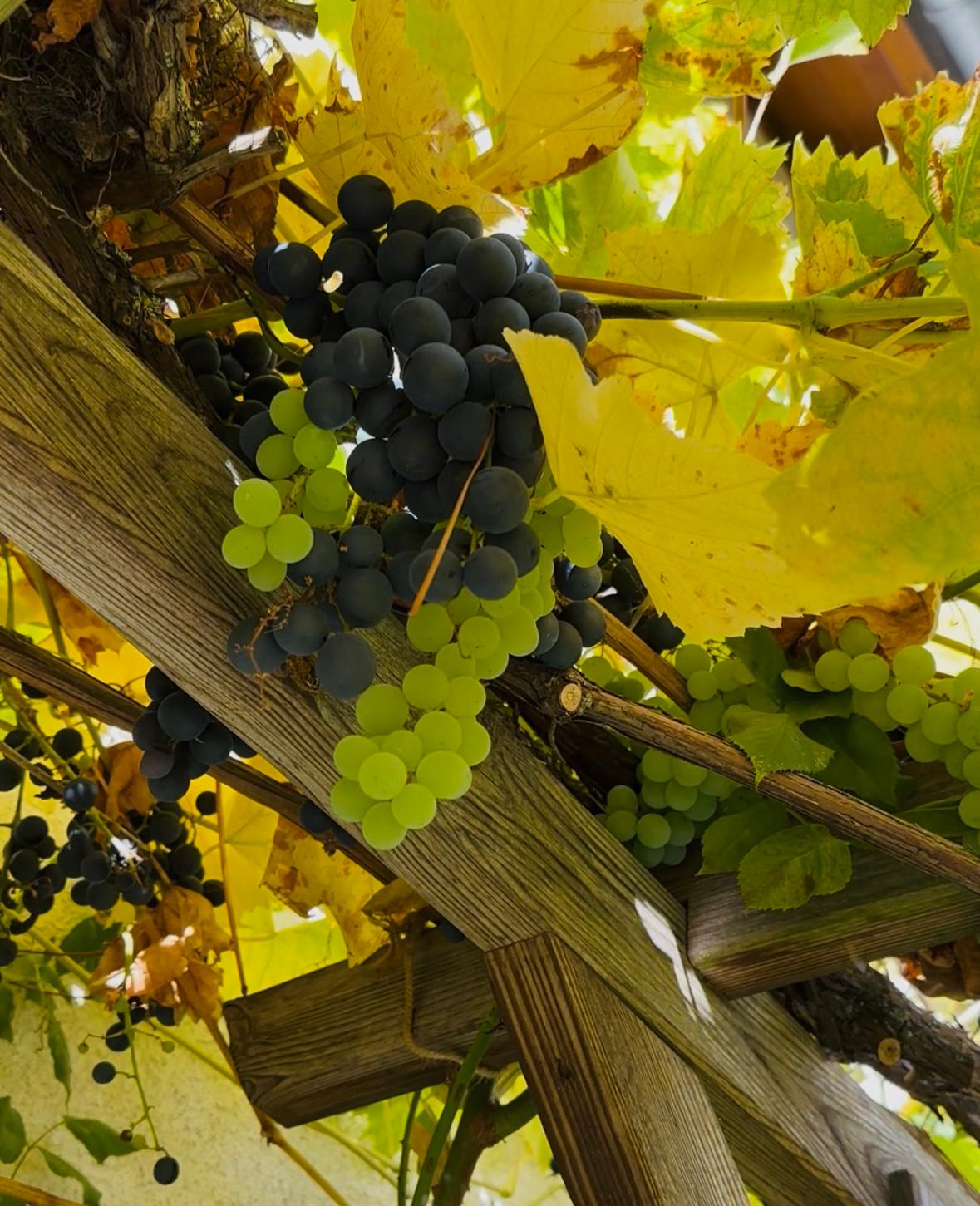 Weintrauben am Spalier.jpeg