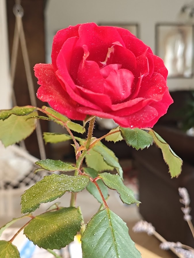 Rose.jpg