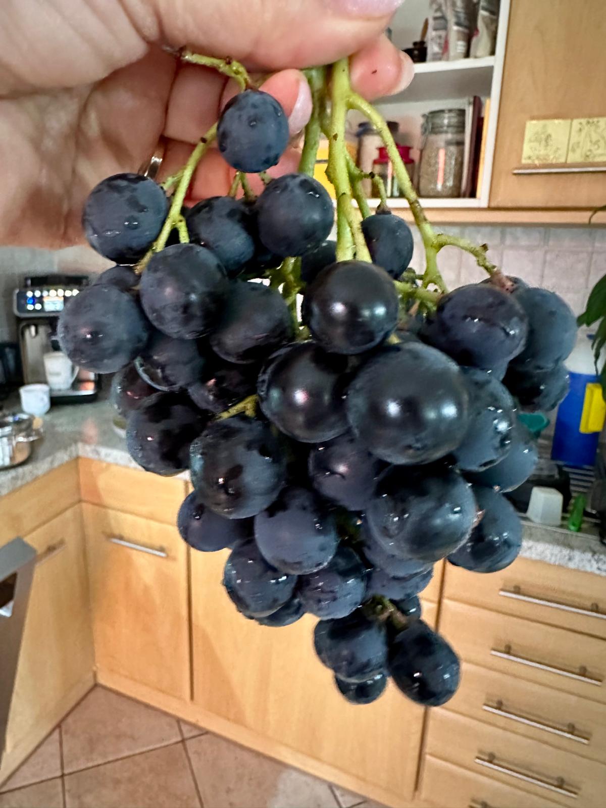 Knackig frisch schmecken sie am besten.jpeg