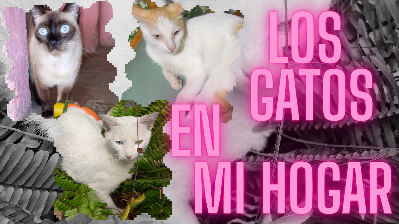 Made with CANVA / Hecho en CANVA