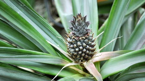 ANANAS.jpg