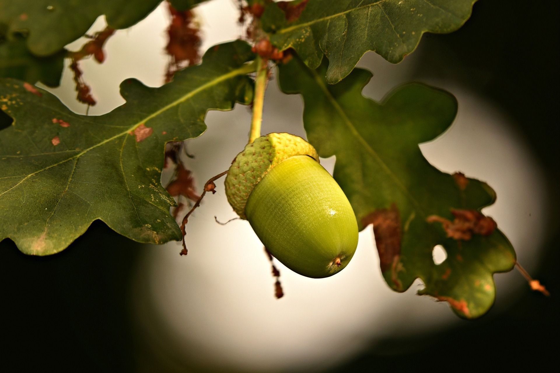 QUERCIA.jpg