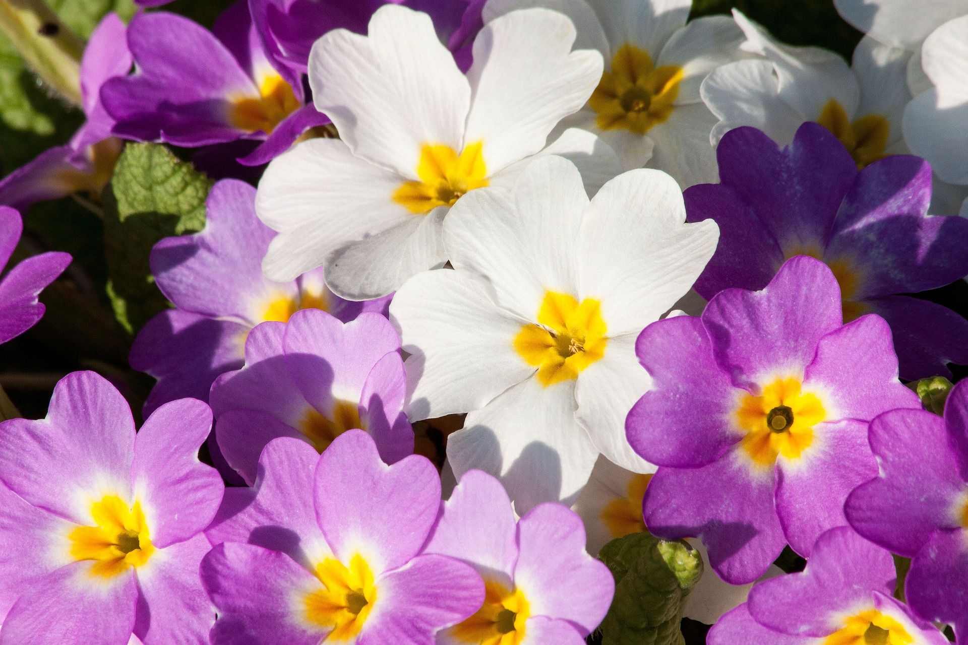 PRIMULA.jpg