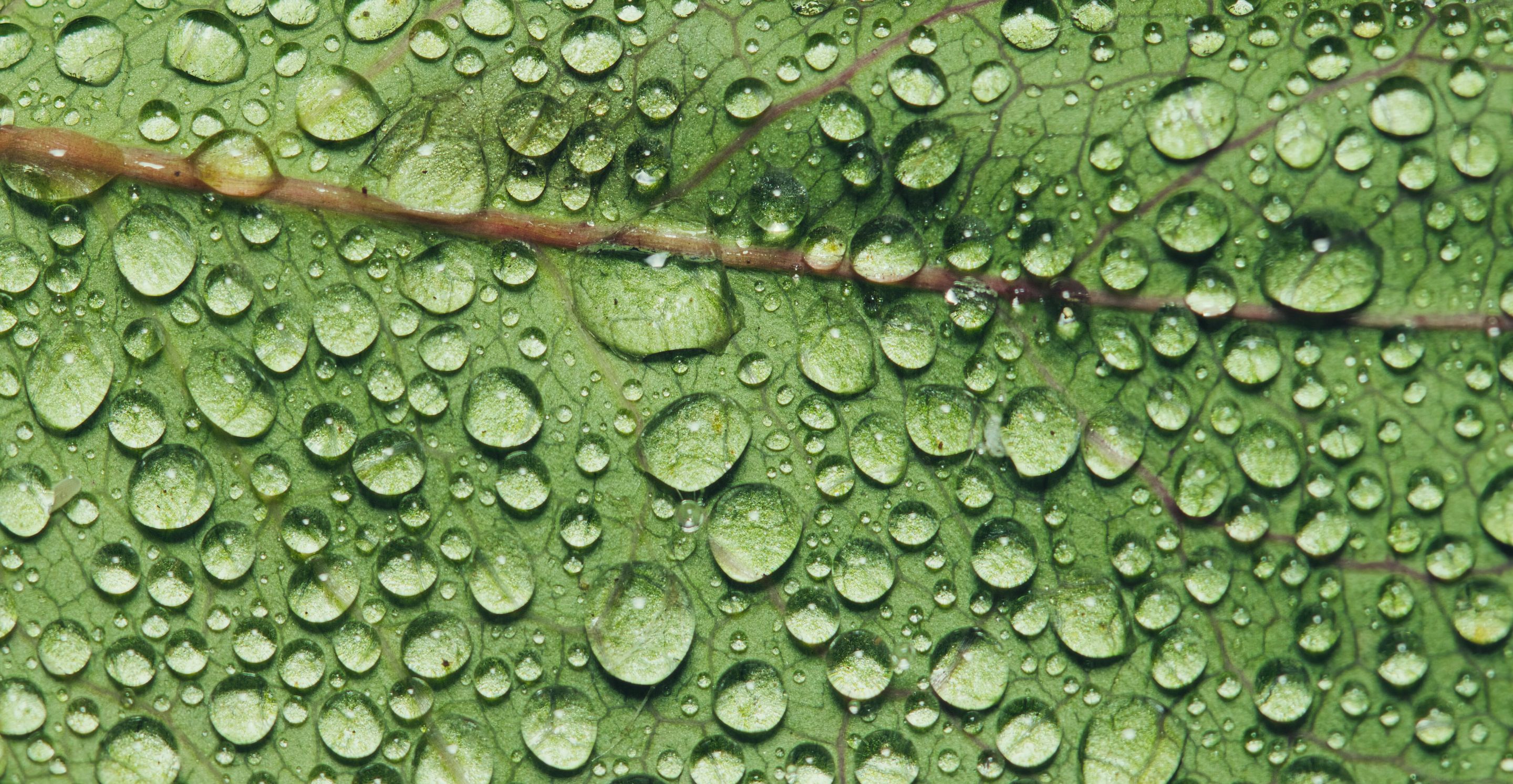 54144632385_66017c8a3c_o.jpg