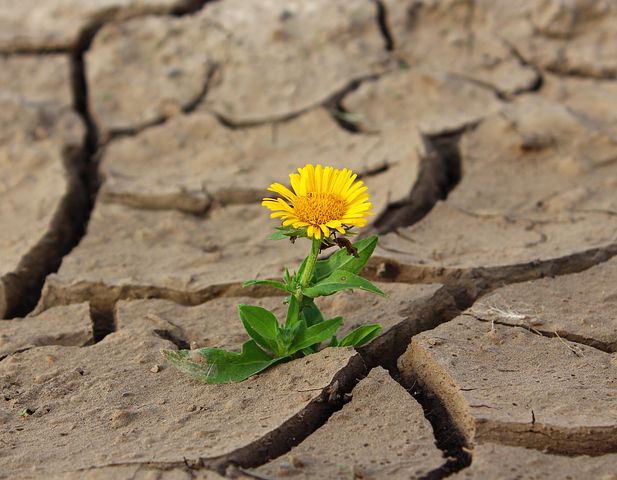 flower887443__480.jpg