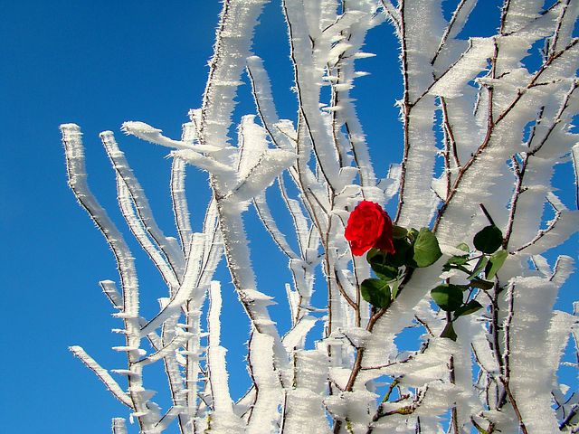 rose90991__480 1.jpg