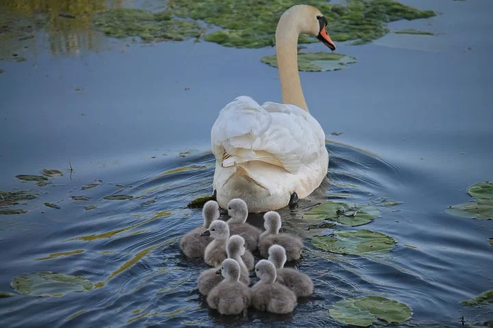 swan3299528__480.webp