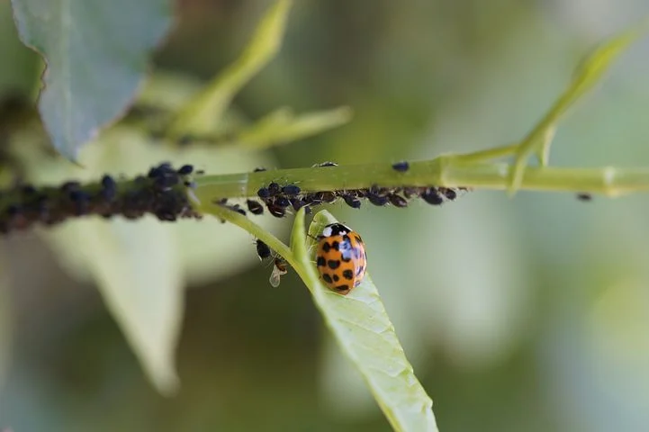 ladybug3508203__480.webp