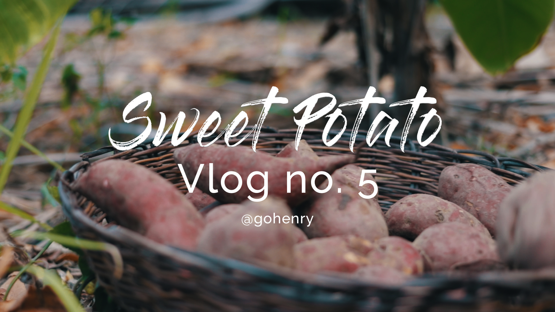 Sweet Potato.png