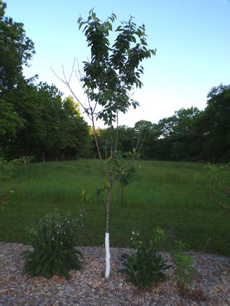 Little trees - 6. Lapins cherry crop May 2024.jpg