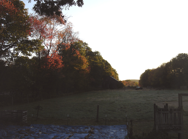 Sun up - color along middle pasture crop Oct 2025.jpg