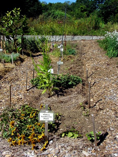 New Herb - Row 6, weeded crop Sept 2025.jpg