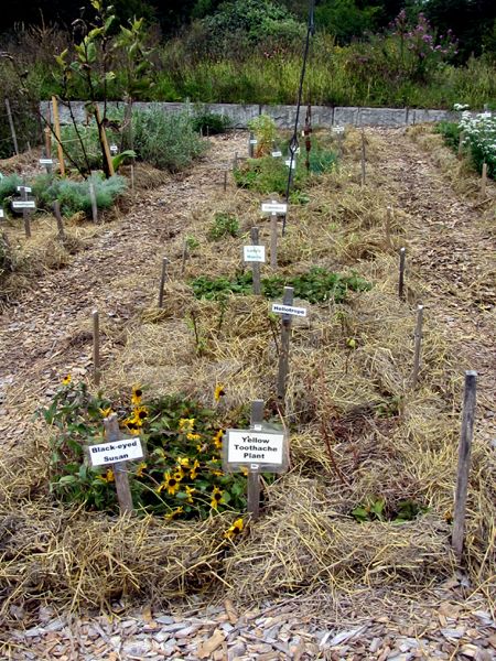 New Herb - Row 6 finished crop Sept 2025.jpg