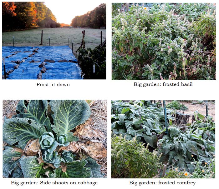 First frost collage text crop Oct 2025.jpg