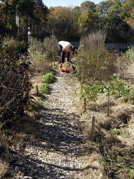 New Herb - Jessica from TimeBank weeding crop Oct 2025.jpg