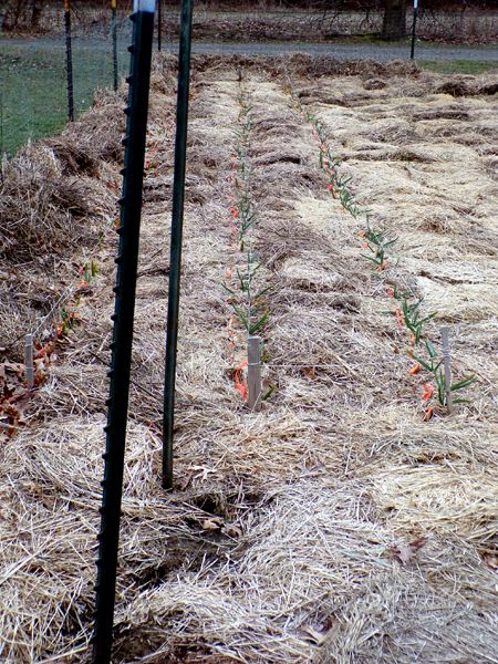 Big garden - garlic2 crop March 2024.jpg