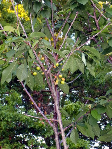 Little trees - 6. Lapins cherries crop May 2024.jpg